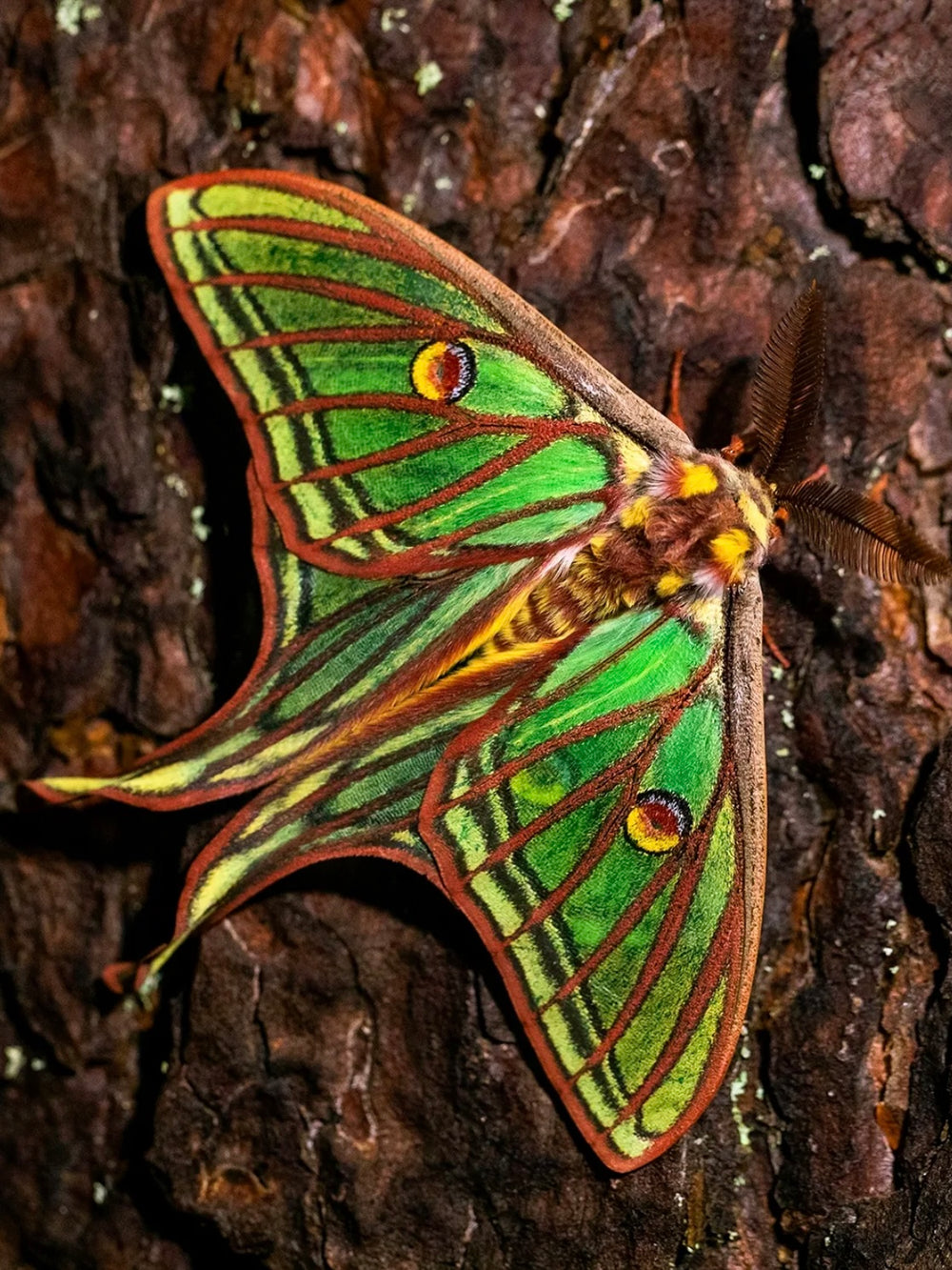 Detail of a Graellsia isabellae moth resting on pine bark