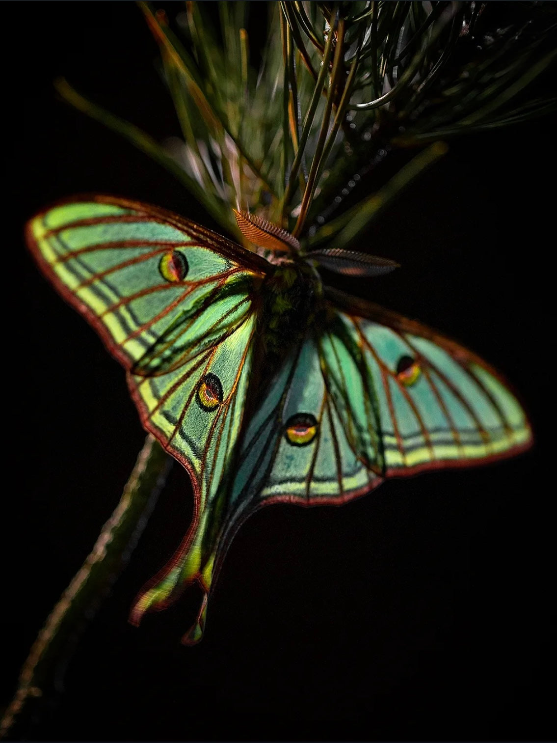 Graellsia isabellae moth in the Sierra de Guadarrama at night